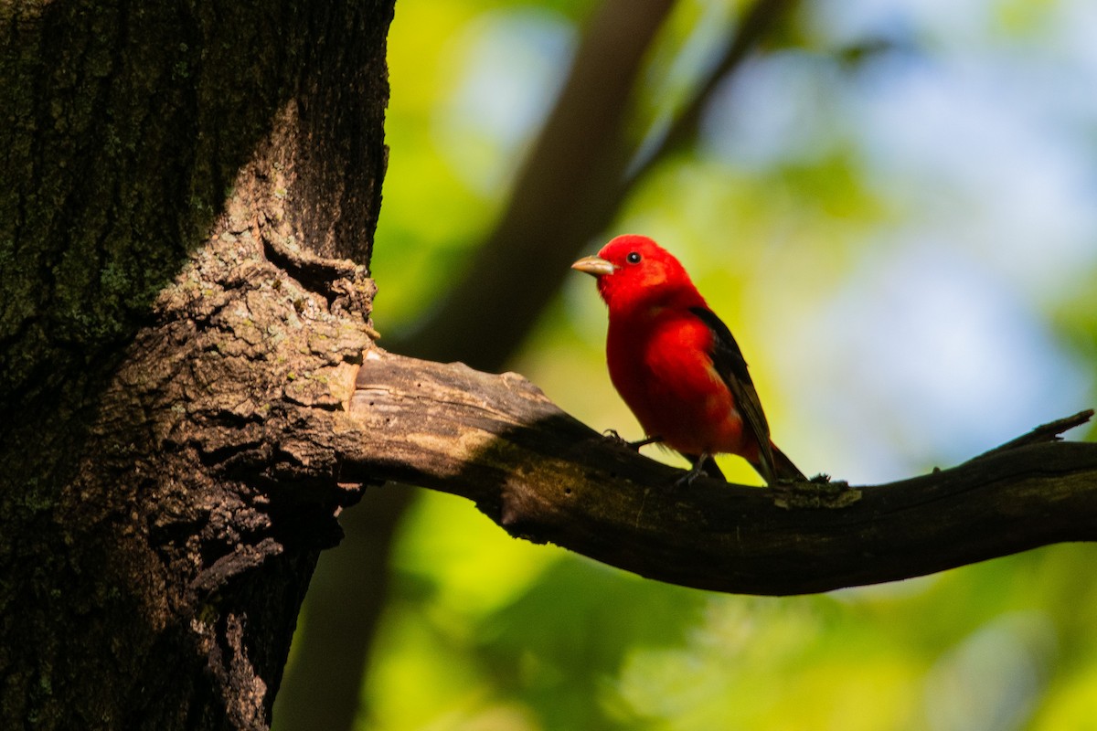 Scarlet Tanager - ML618976674