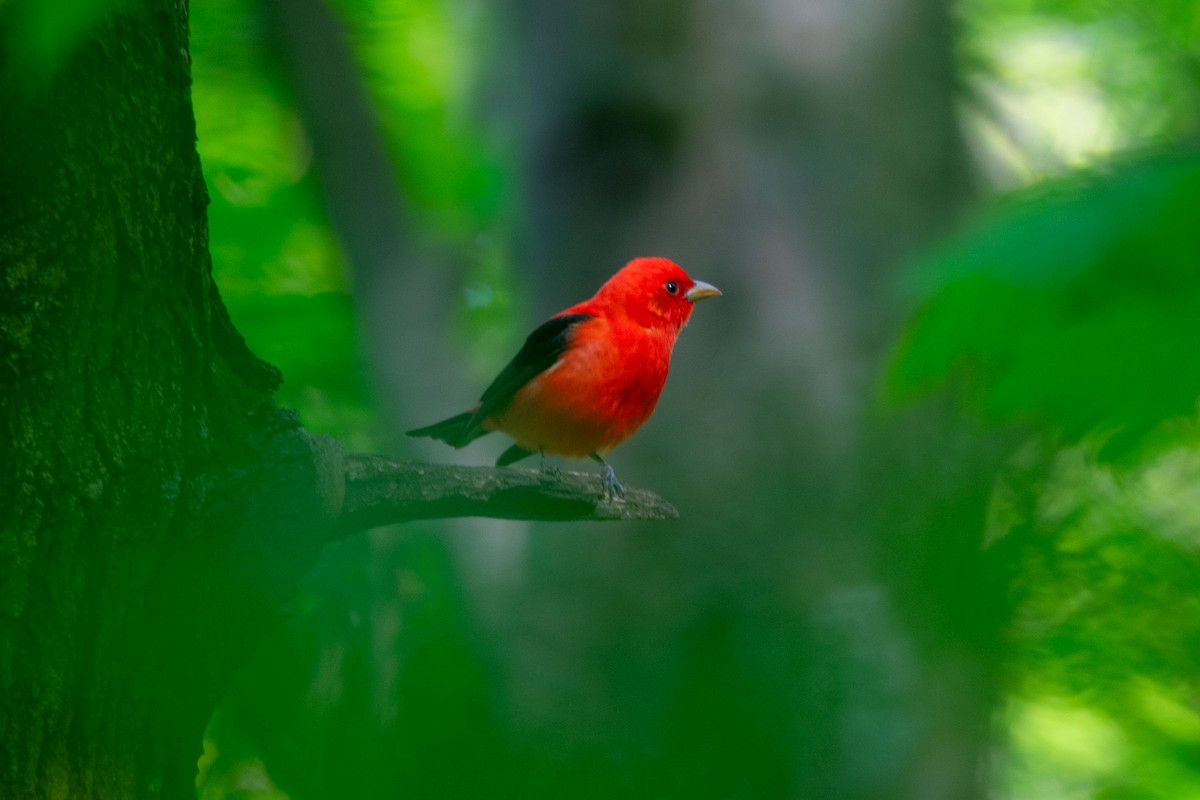 Scarlet Tanager - ML618976675