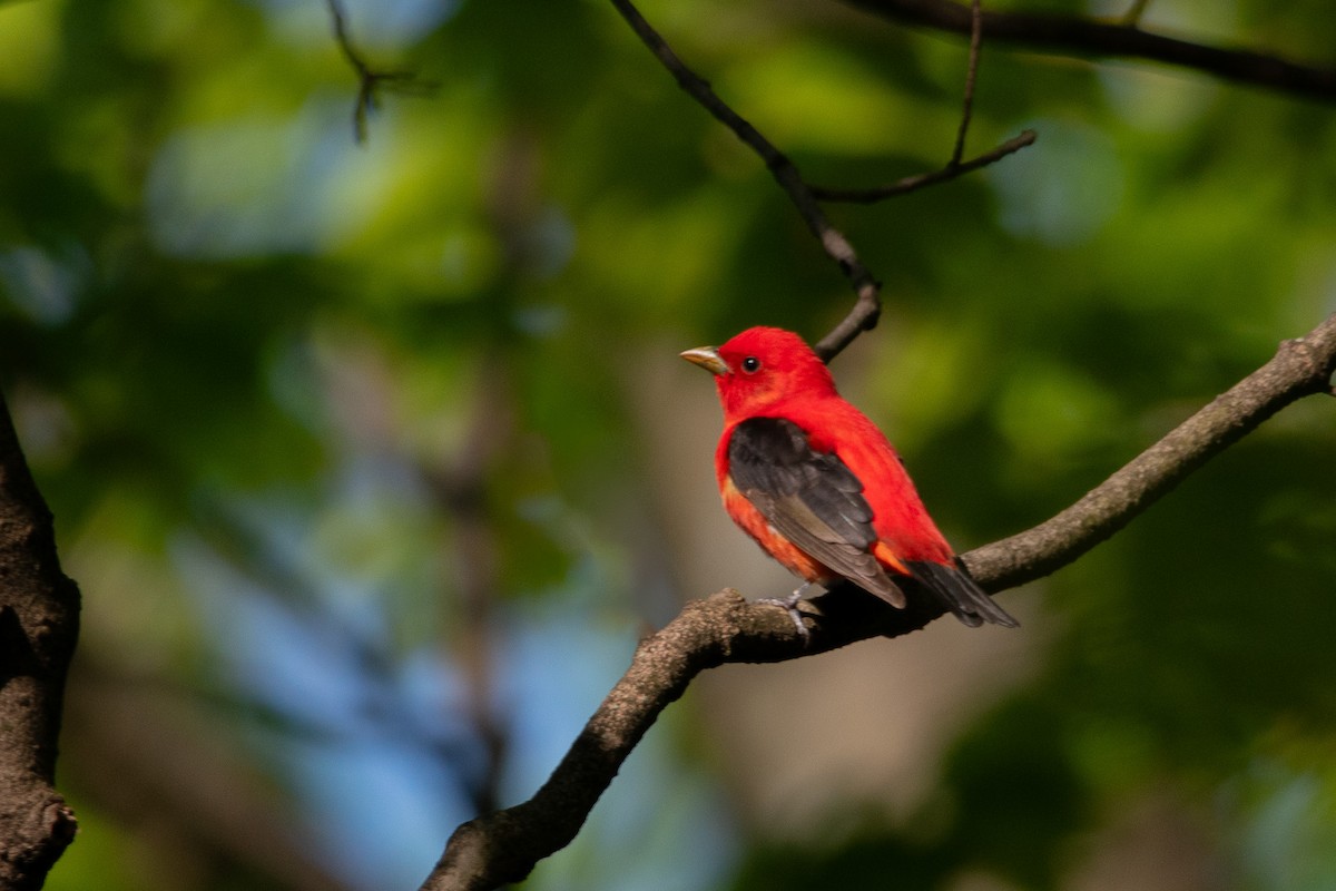 Scarlet Tanager - ML618976676