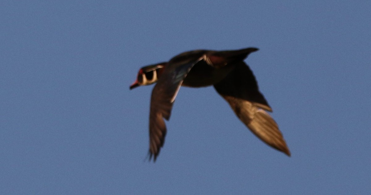 Wood Duck - ML618976677