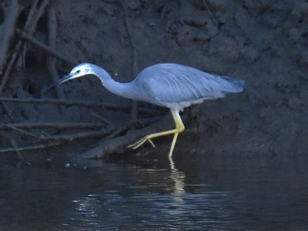 White-faced Heron - ML618976680