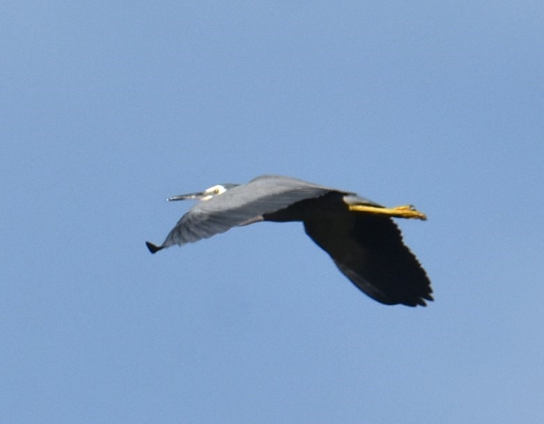 White-faced Heron - ML618976683