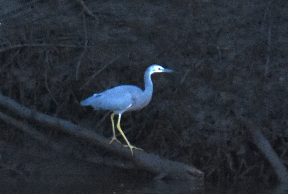 White-faced Heron - ML618976685