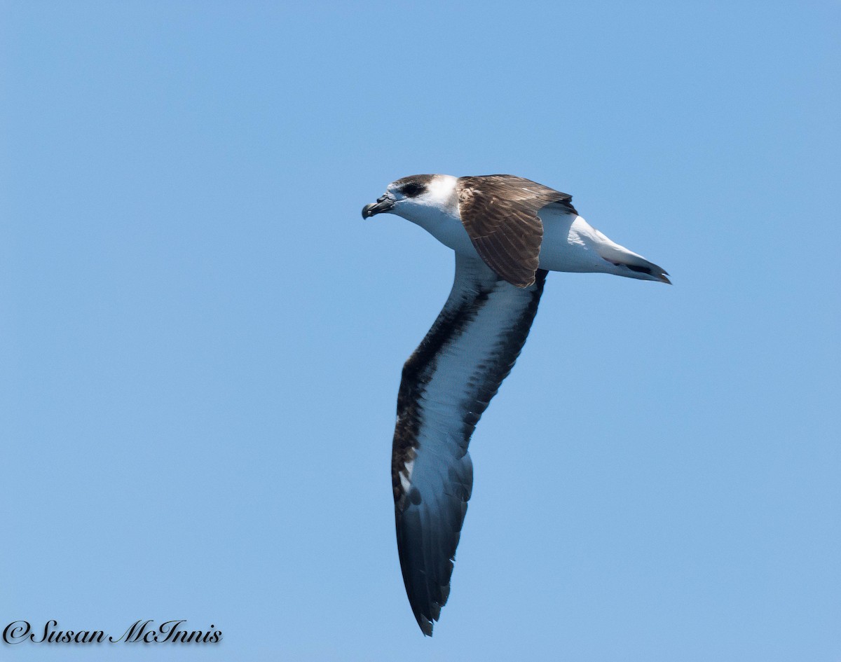 Black-capped Petrel (Dark-faced) - Susan Mac