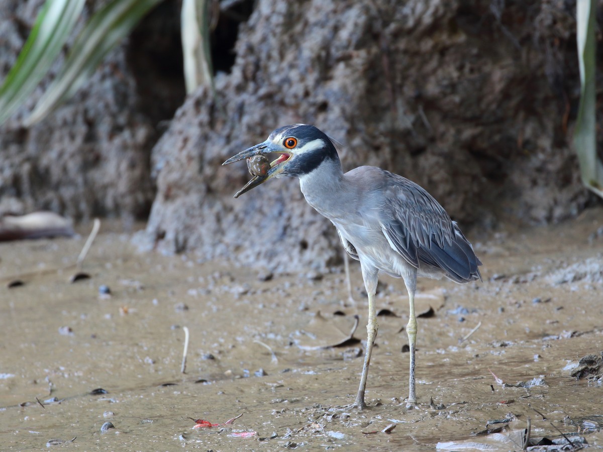 Yellow-crowned Night Heron - Keith Valentine