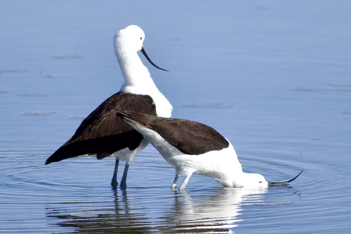 Avocette des Andes - ML618976770