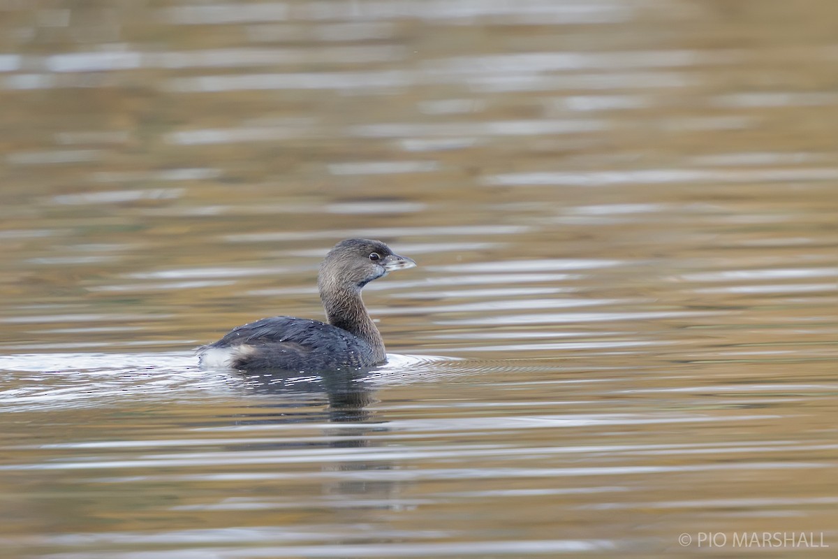 Pied-billed Grebe - ML618976785