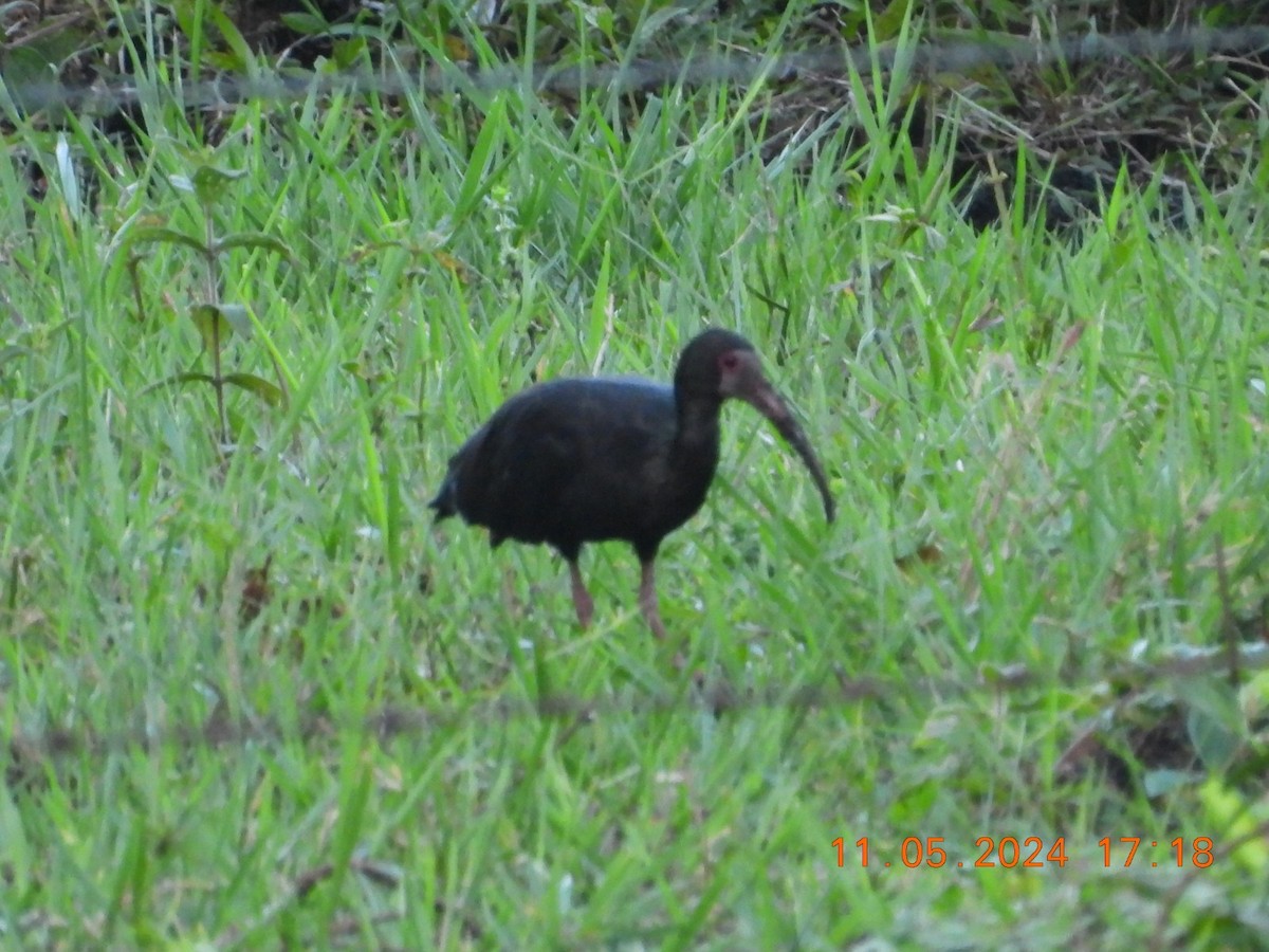 Bare-faced Ibis - Cesar Lopez Bustamante