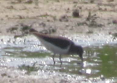 Common Sandpiper - ML618976822