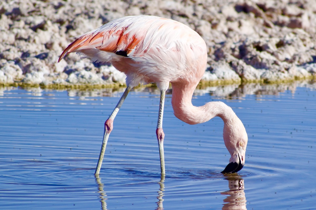 Şili Flamingosu - ML618976828
