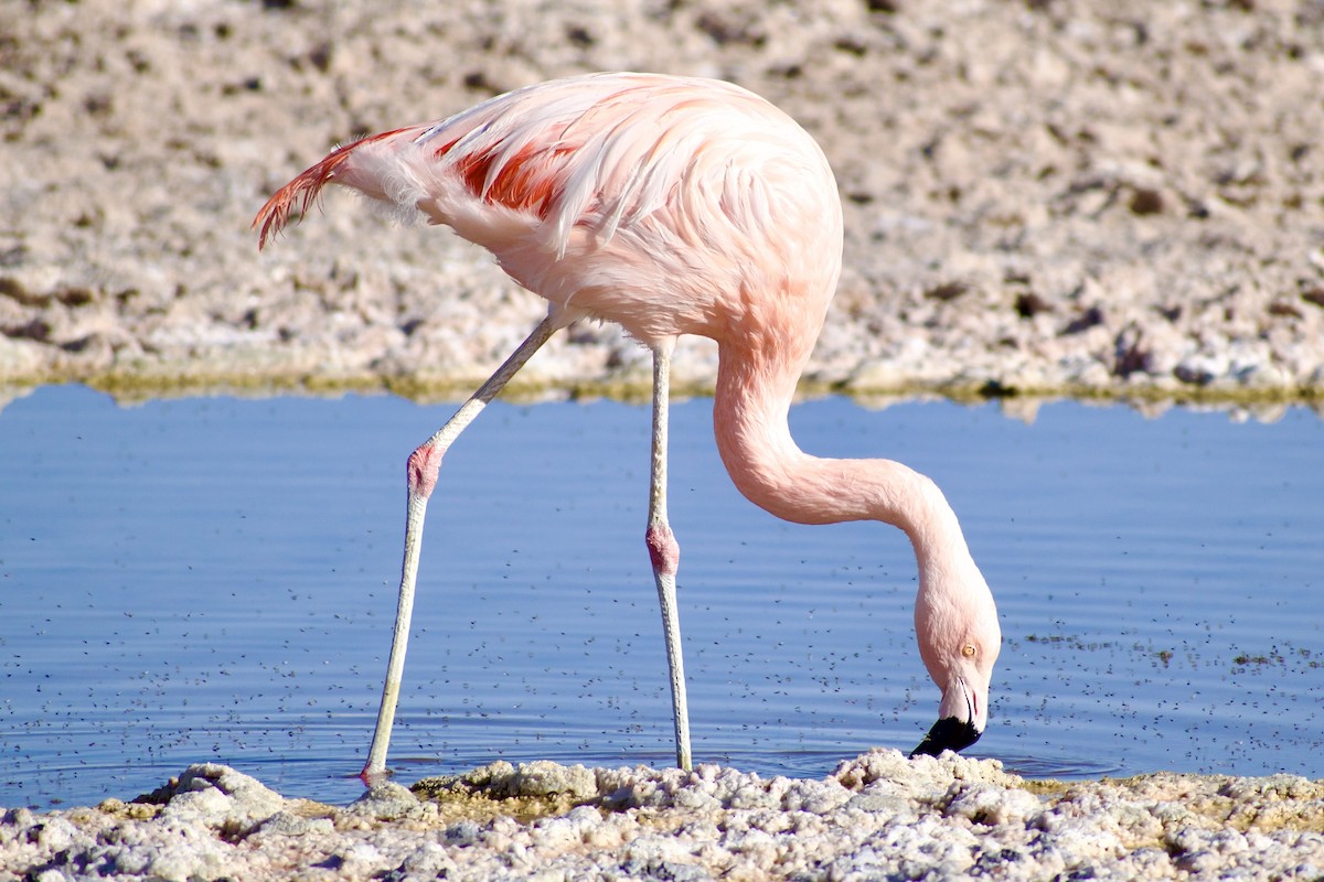 Chilean Flamingo - Eduardo Sanhueza Mendez
