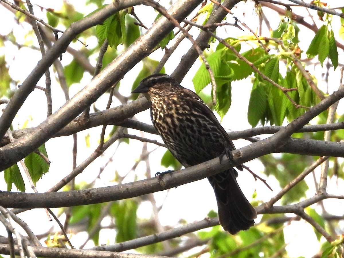 Red-winged Blackbird - ML618976838