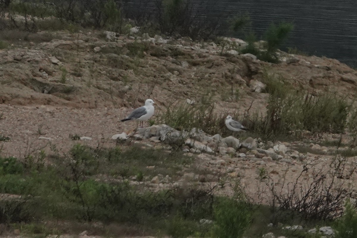 Herring Gull - Andy & Ellen Filtness