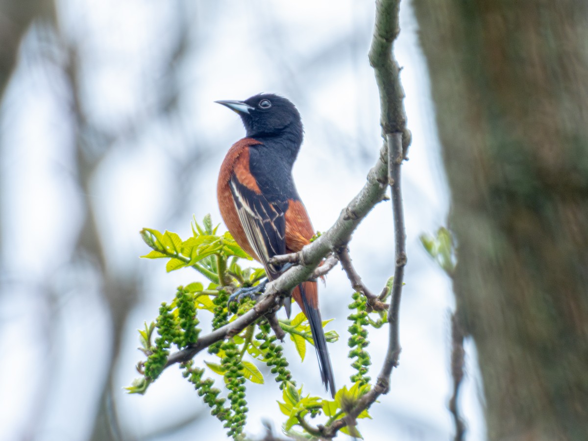 Orchard Oriole - ML618976856