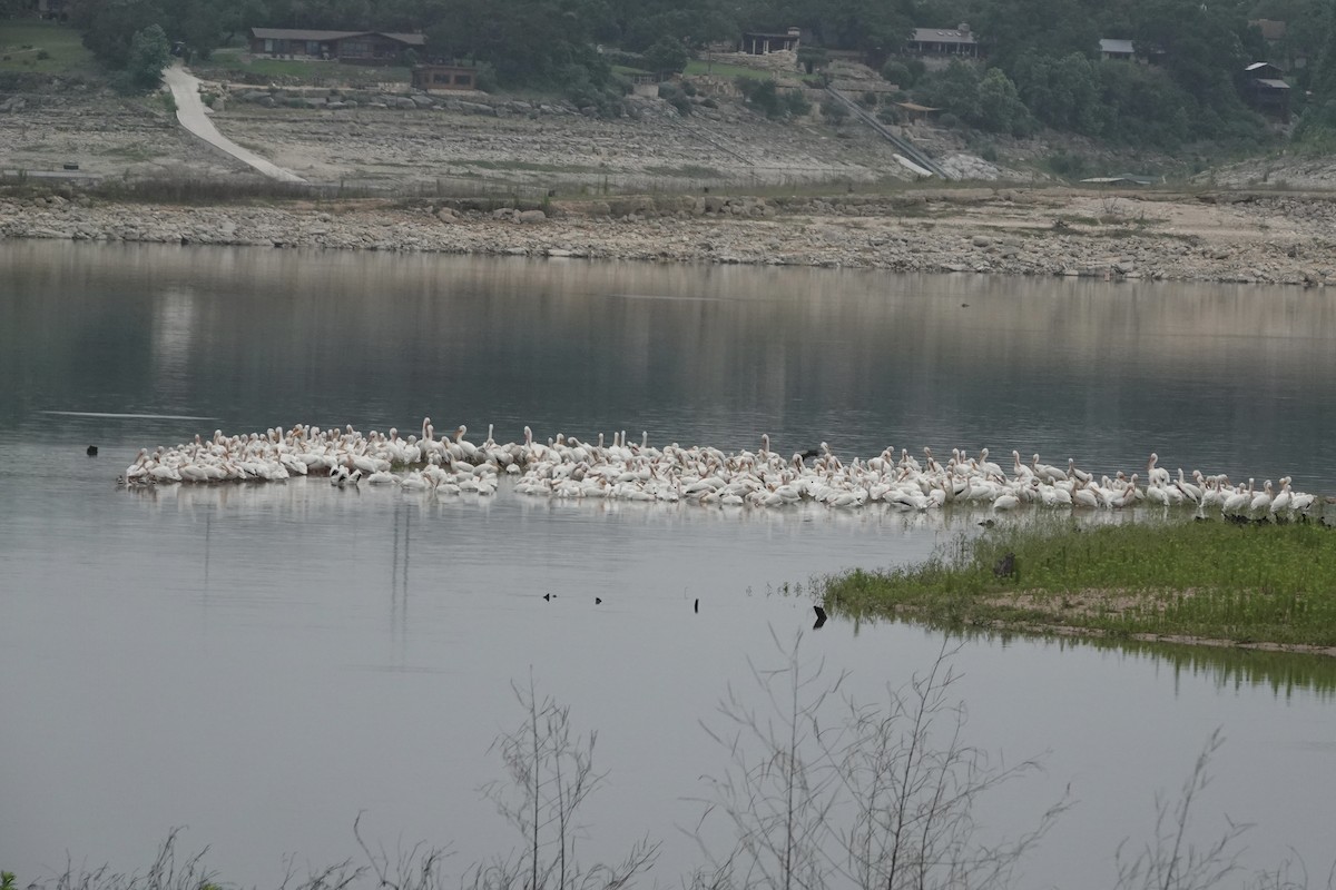 American White Pelican - ML618976857