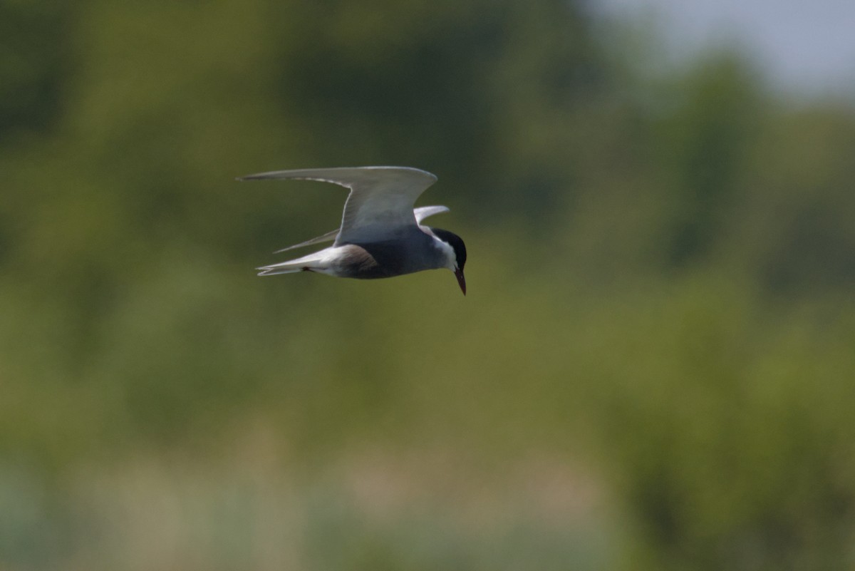 Whiskered Tern - Severin Uebbing