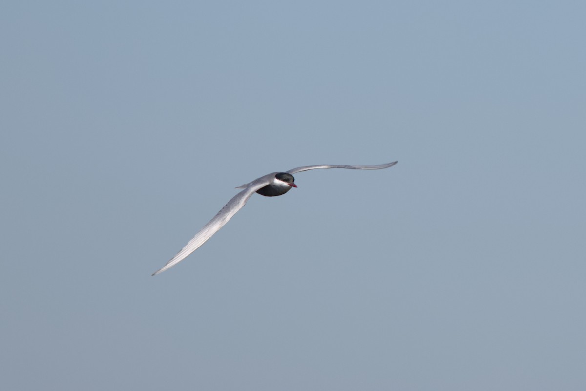 Whiskered Tern - Severin Uebbing