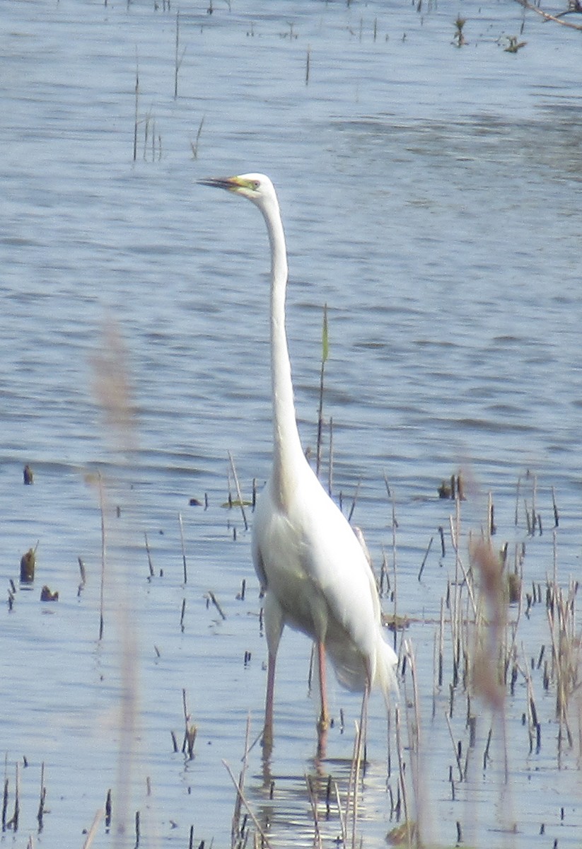 Great Egret - K B