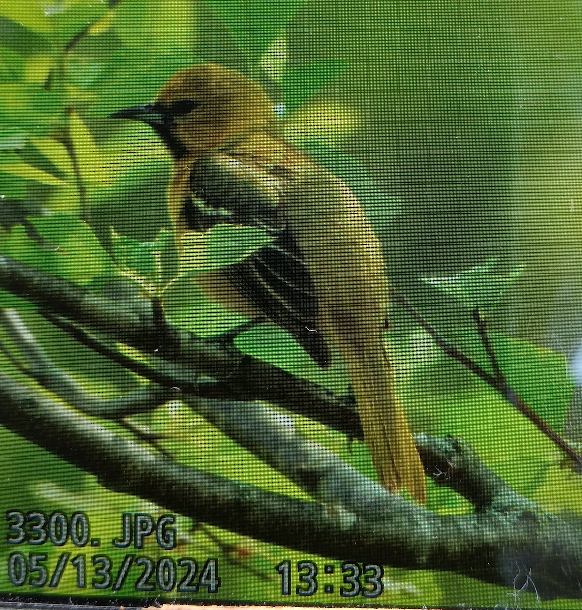 Orchard Oriole - ML618976926