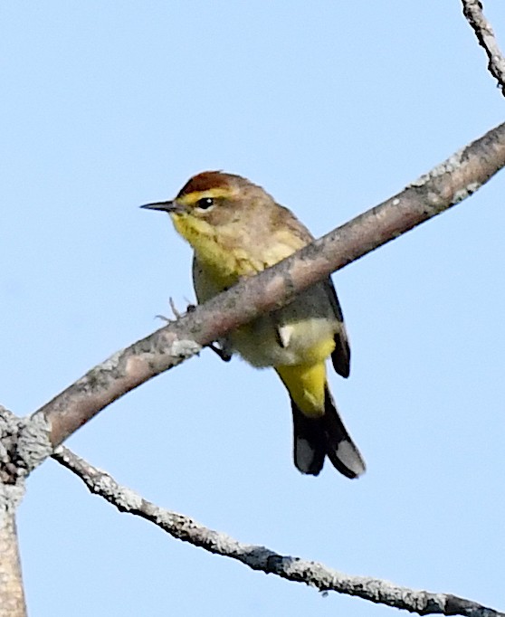 Palm Warbler - Kristen Cart