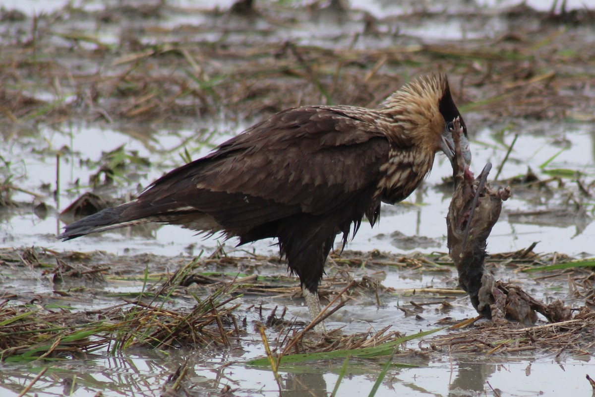 Crested Caracara - Andréa Souza