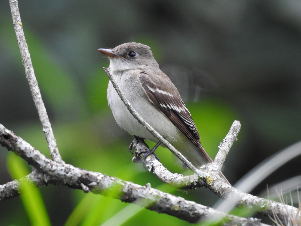 Alder Flycatcher - ML618977000