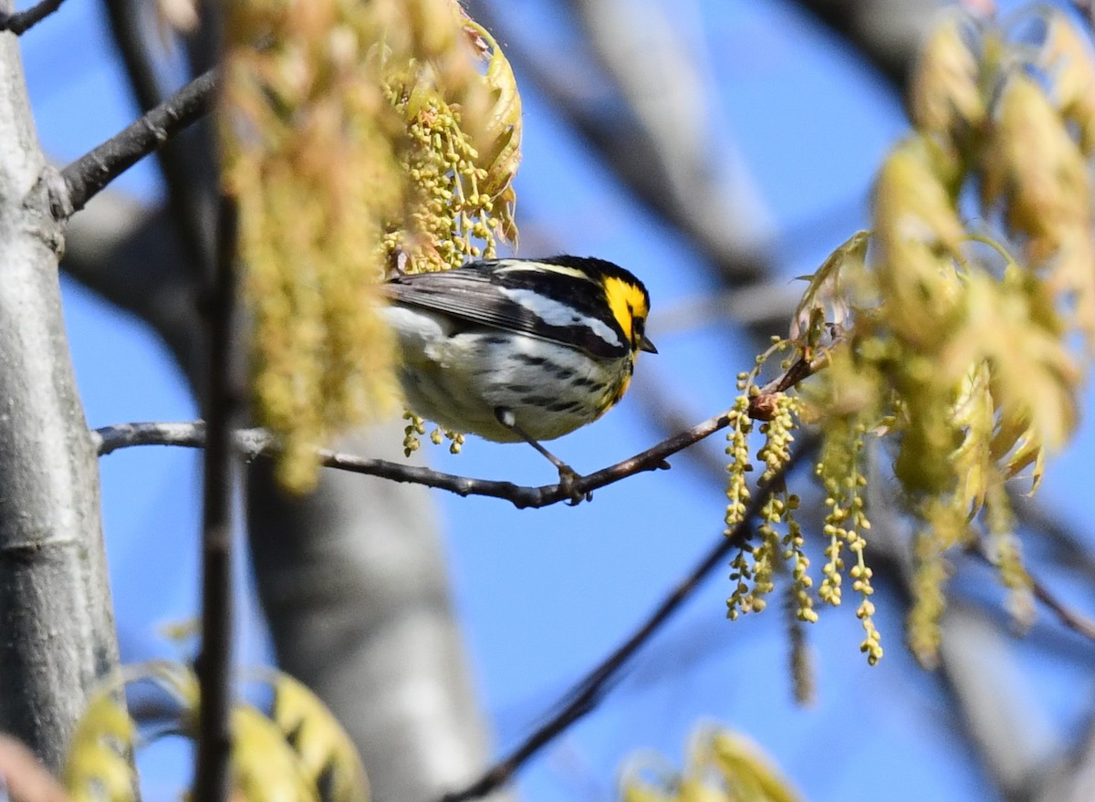 Blackburnian Warbler - Kristen Cart