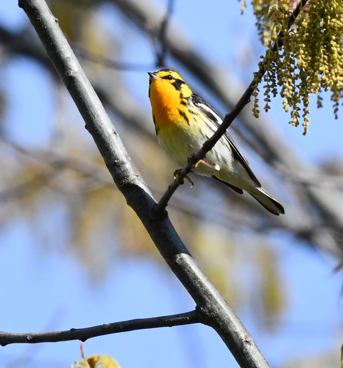 Blackburnian Warbler - Kristen Cart