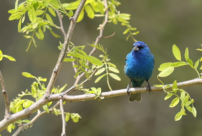 Indigo Bunting - ML618977037