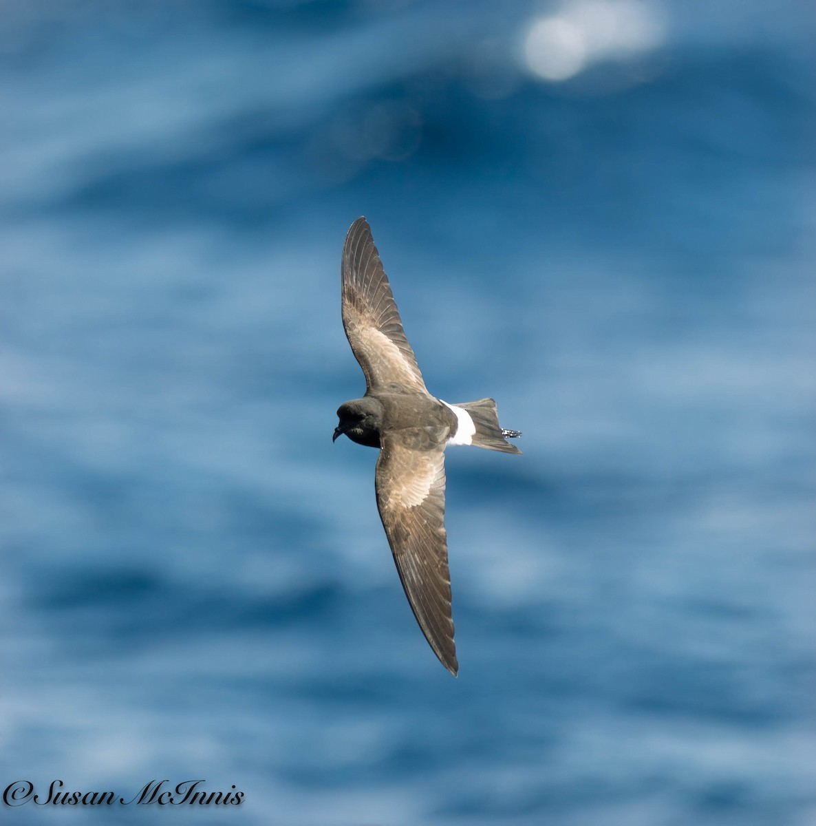 Wilson's Storm-Petrel - Susan Mac