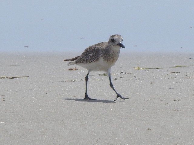 Black-bellied Plover - ML618977063