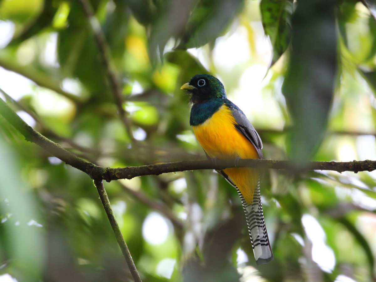 Northern Black-throated Trogon - Keith Valentine