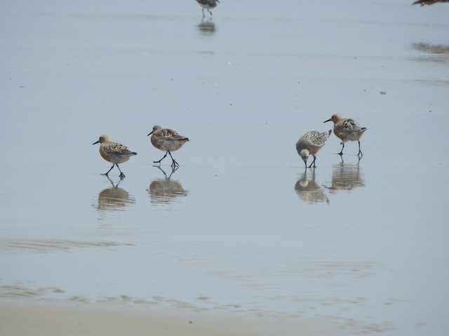 Red Knot - ML618977077