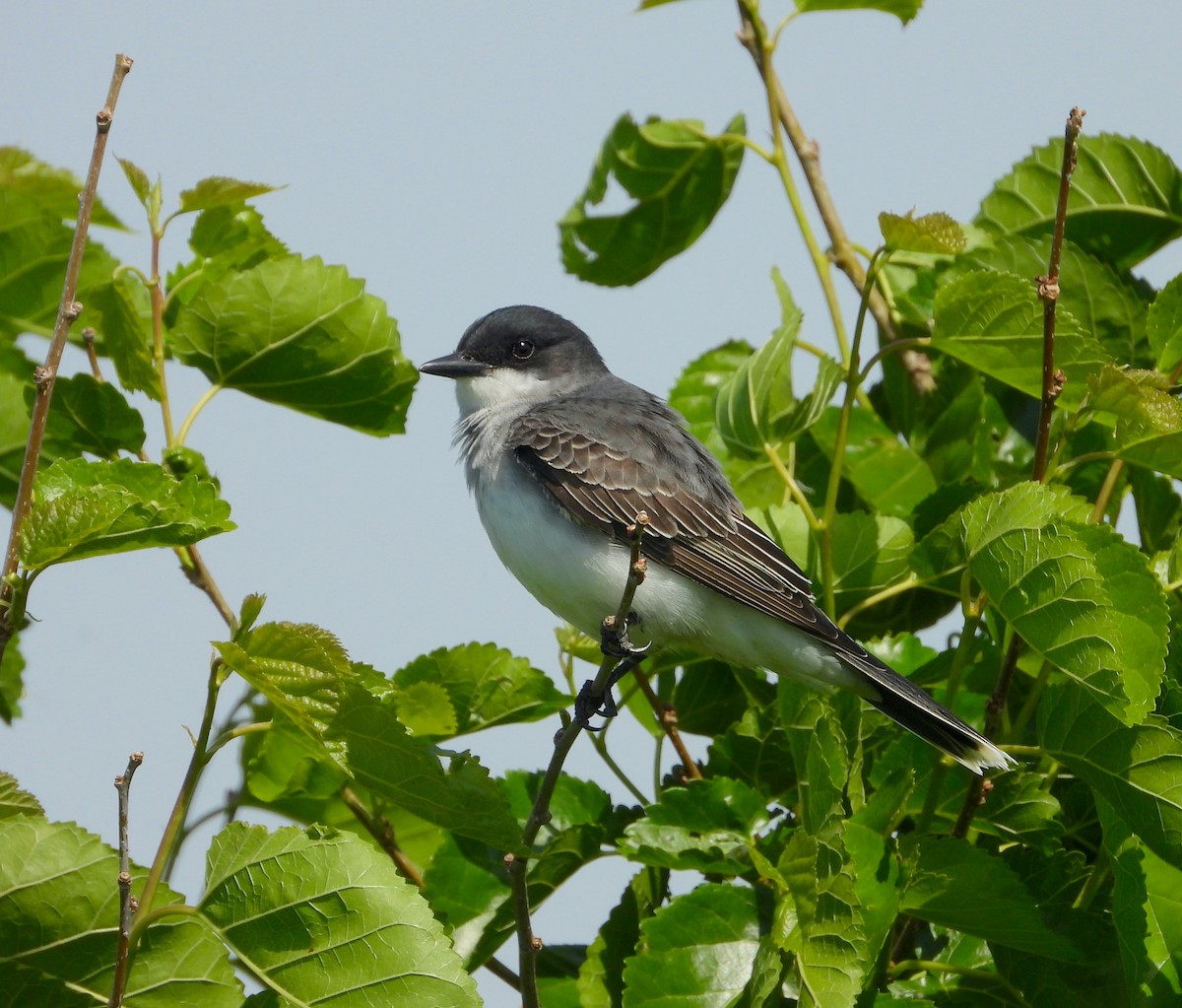 Eastern Kingbird - ML618977094