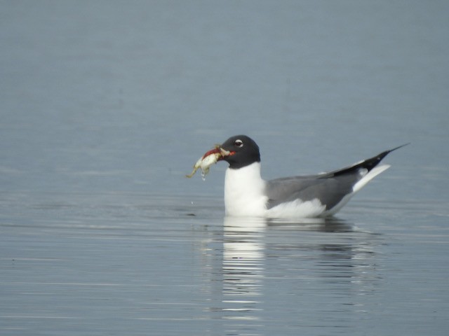 Laughing Gull - Gerald Head