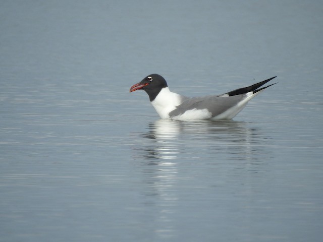 Laughing Gull - ML618977100