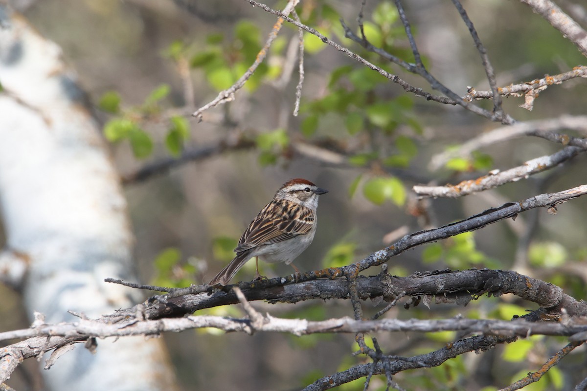 Chipping Sparrow - kosala rajapaksha