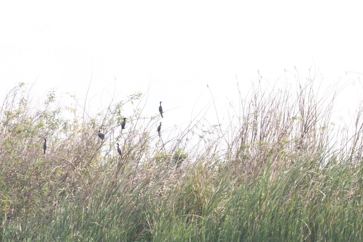 Long-tailed Cormorant - Nyreen Roberts