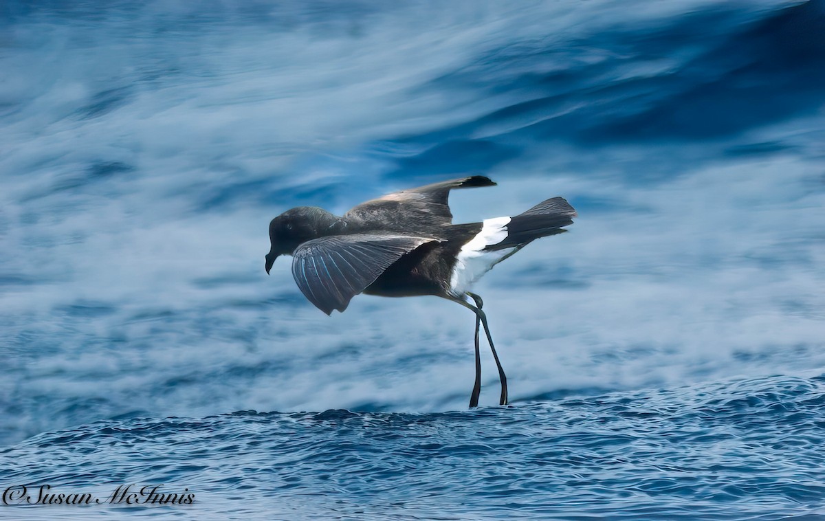 Wilson's Storm-Petrel - Susan Mac