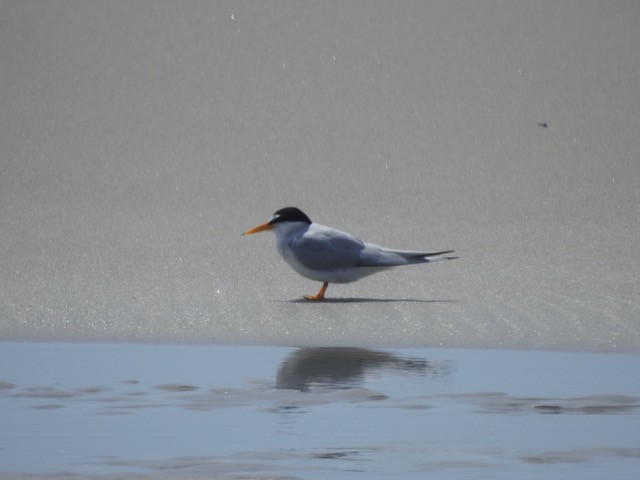 Least Tern - ML618977126