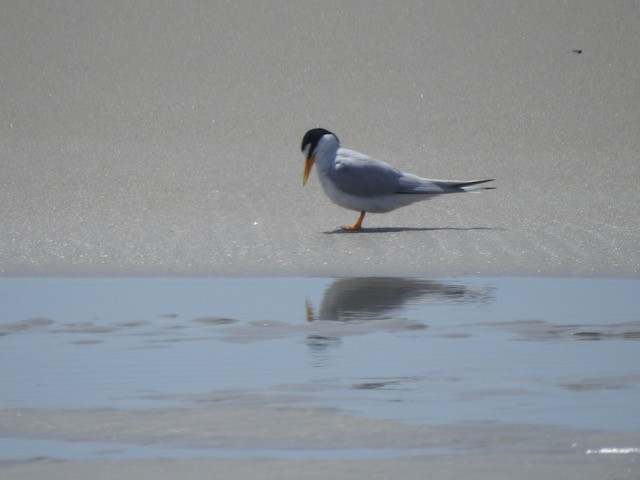 Least Tern - ML618977127