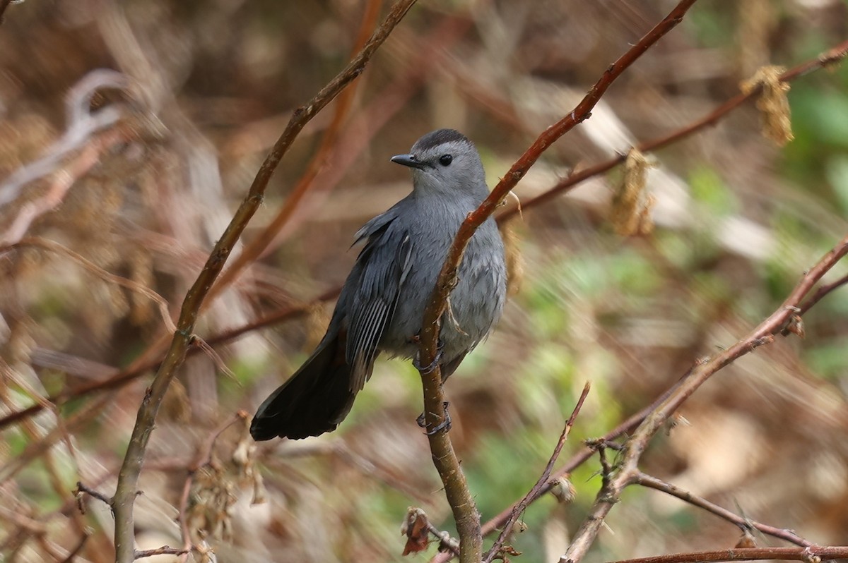 Gray Catbird - Irene George