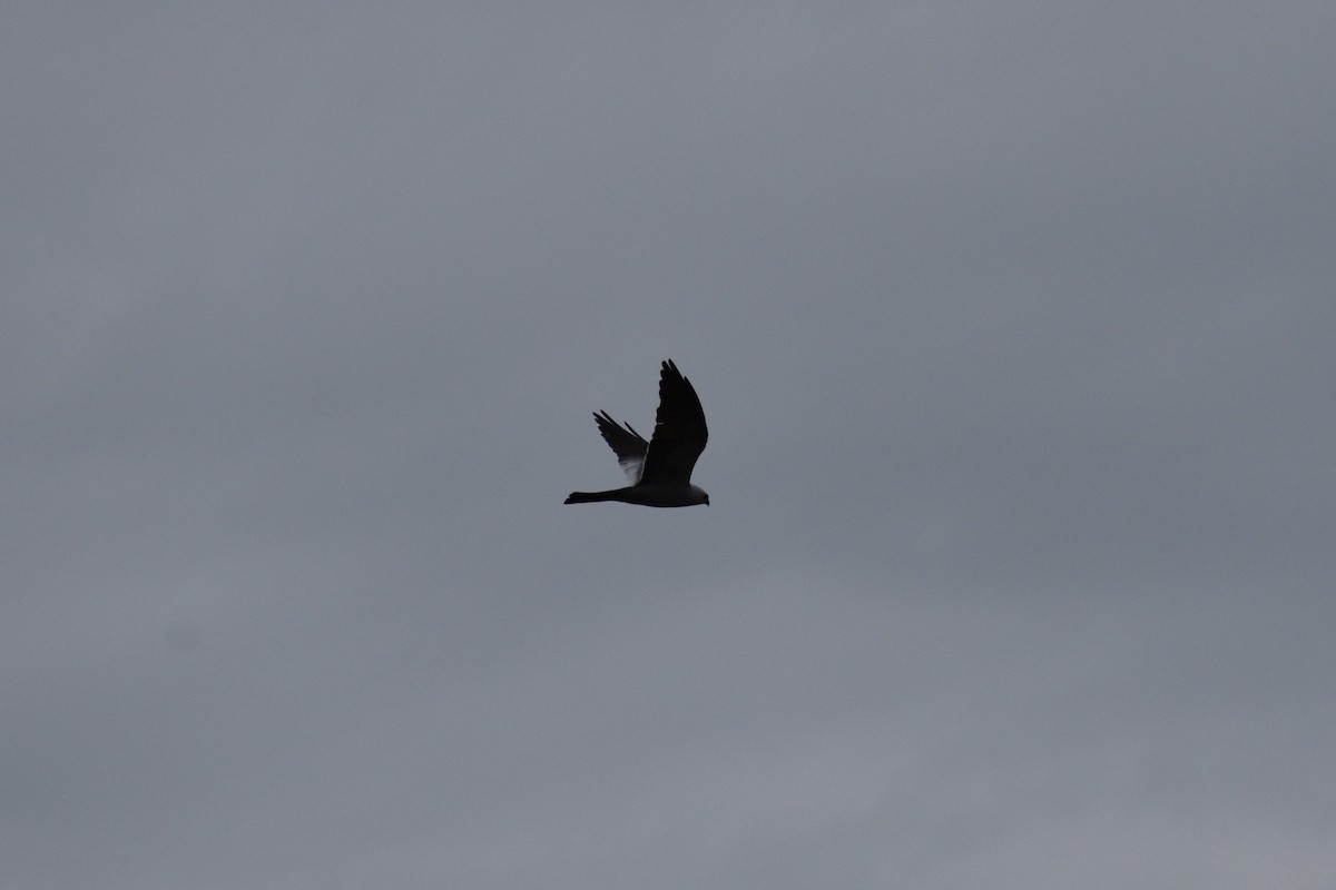 Mississippi Kite - Parker Allie