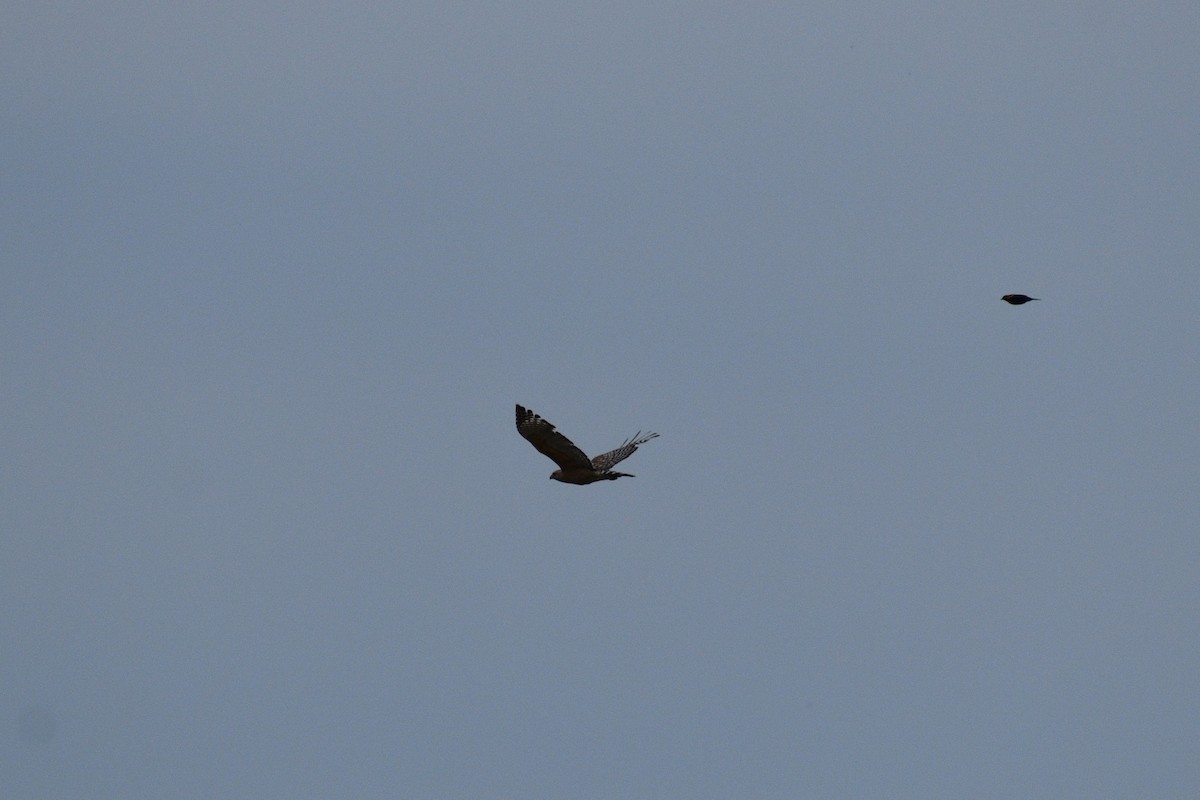 Red-shouldered Hawk - Parker Allie