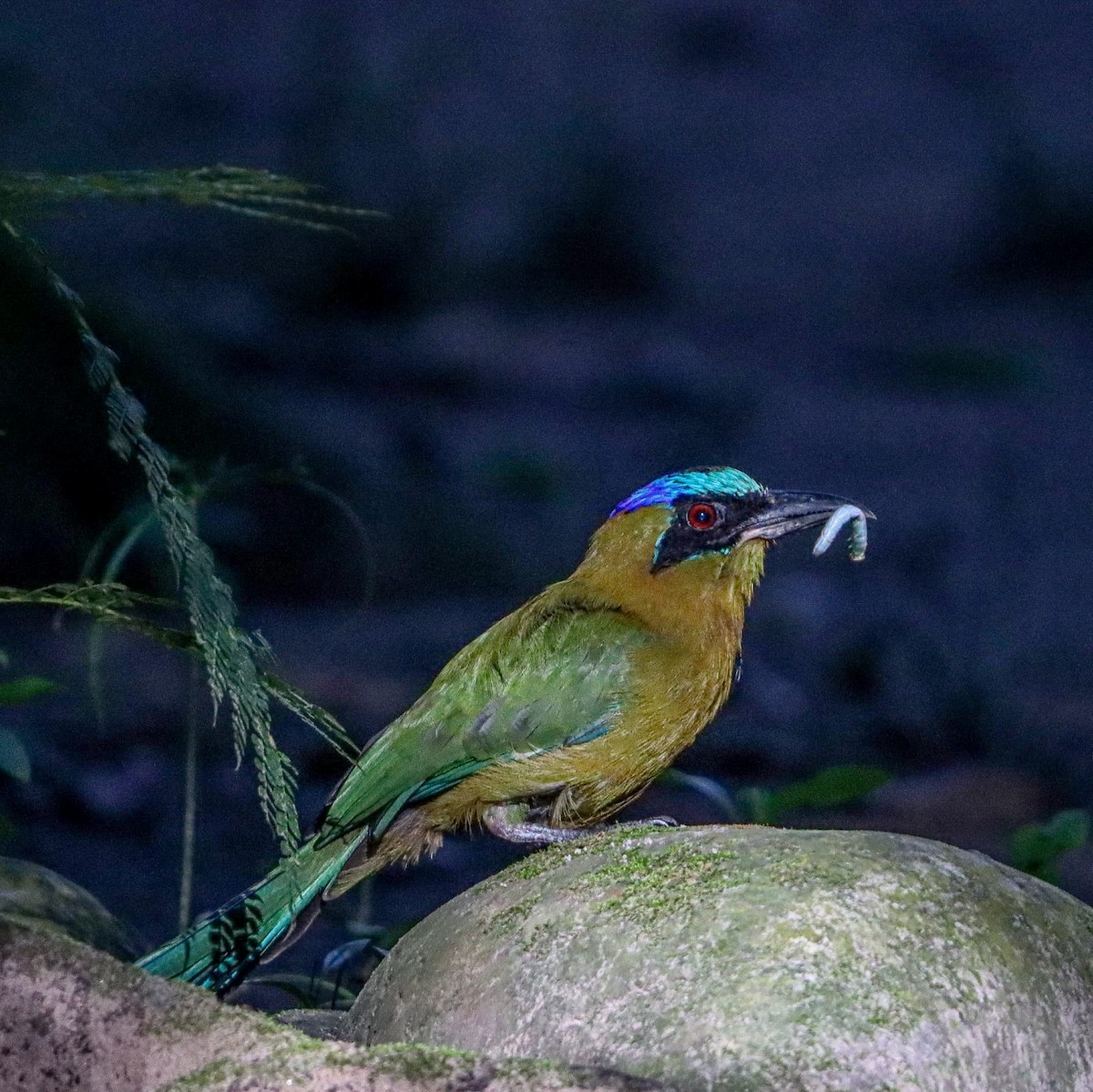 Amazonian Motmot - Didier Eduardo Calderón Mora