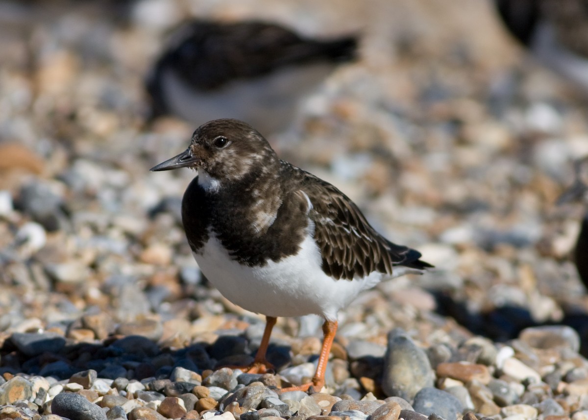 Ruddy Turnstone - Tim Harrop