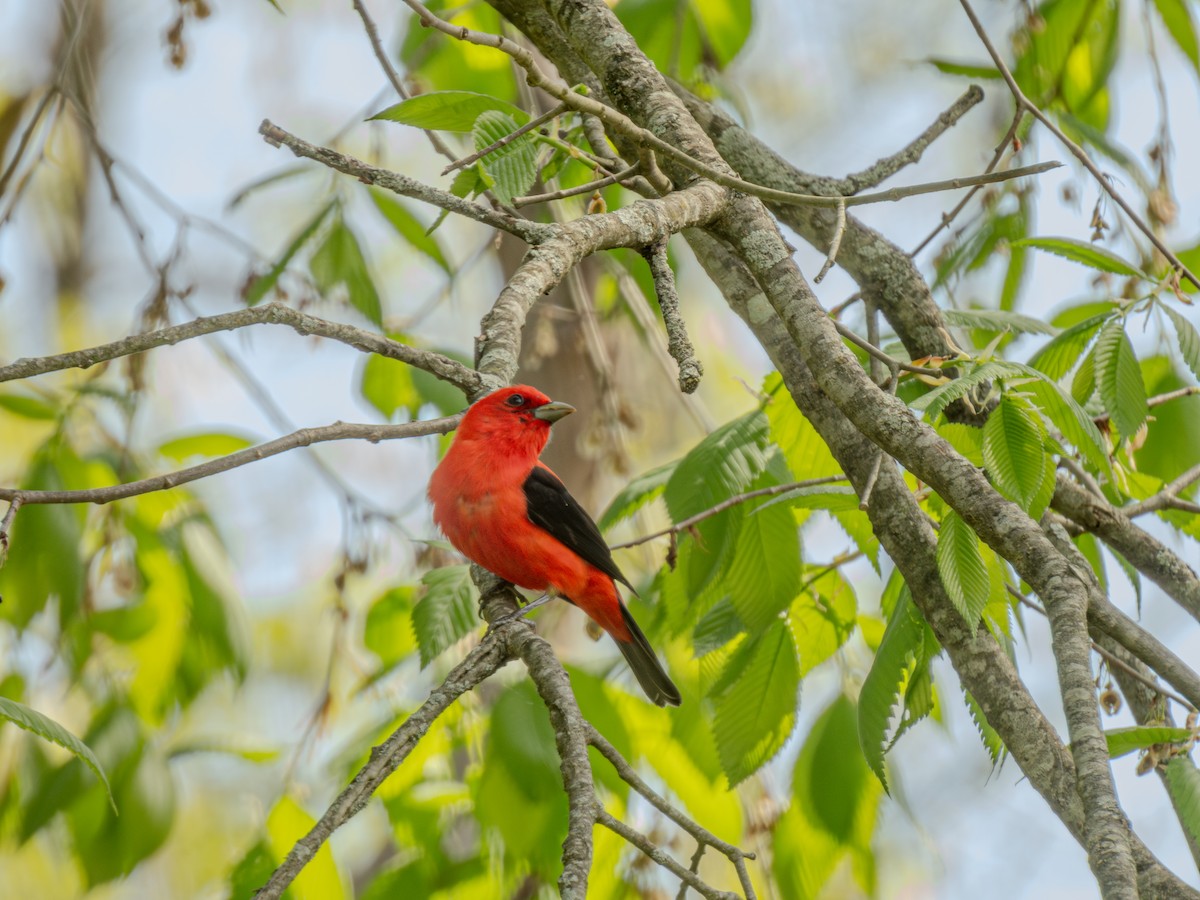 Scarlet Tanager - ML618977171