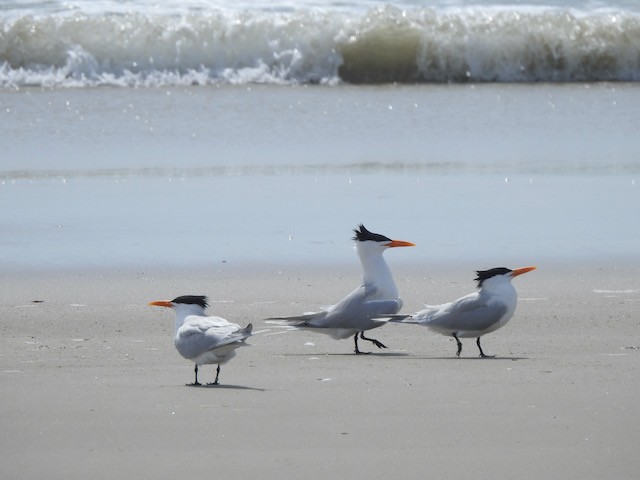 Royal Tern - ML618977207