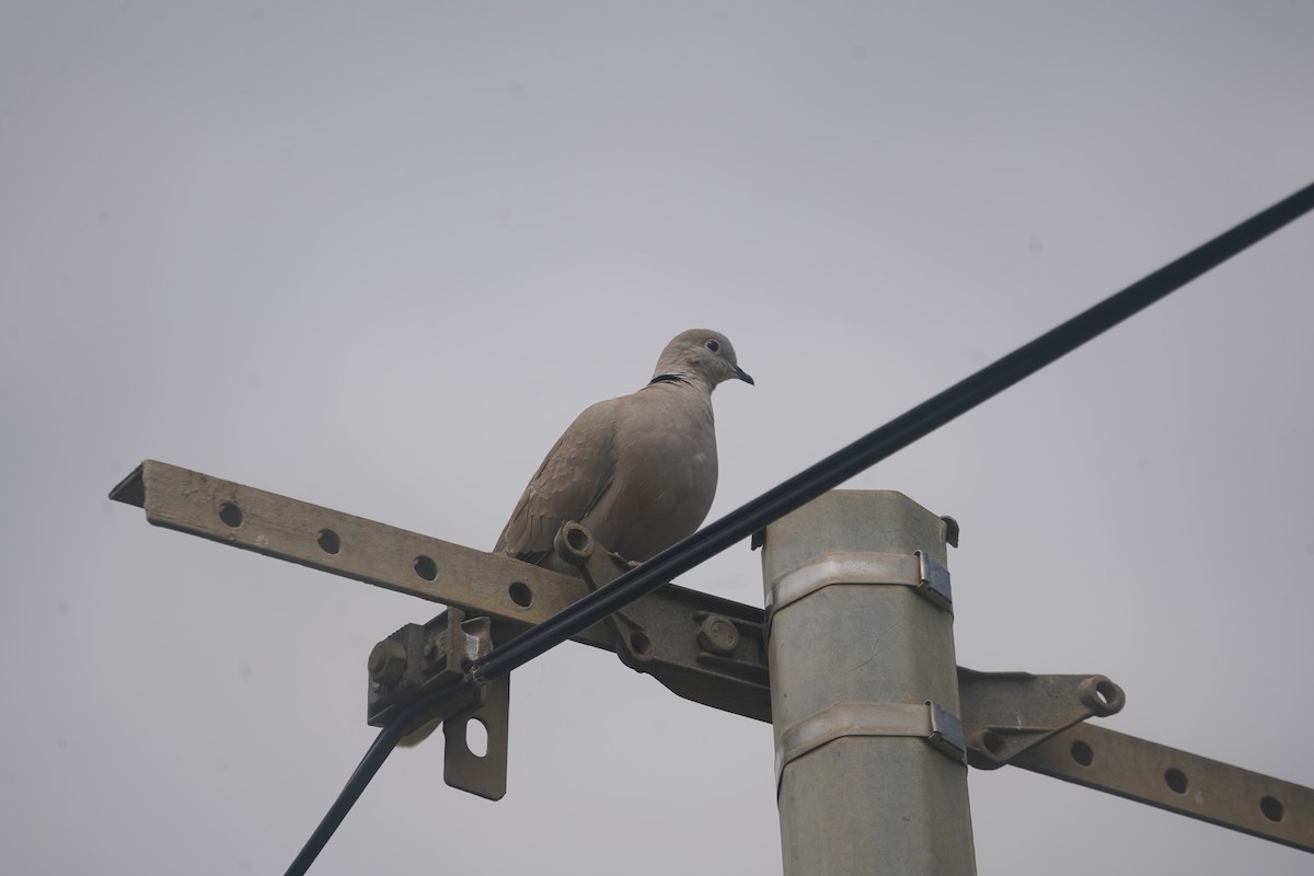 Eurasian Collared-Dove - Daniel Pinelli