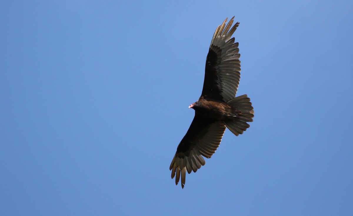 Turkey Vulture - Marie-Josee D'Amour